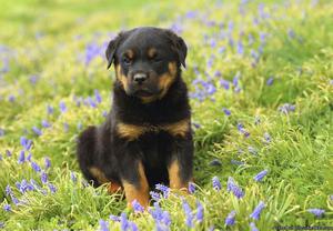 Beautiful male and female Rottweiler puppies