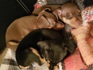 Min Pin Puppies