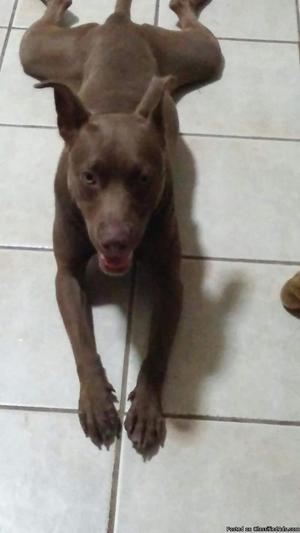 Free 2 yr.old female lab/Pitt mix