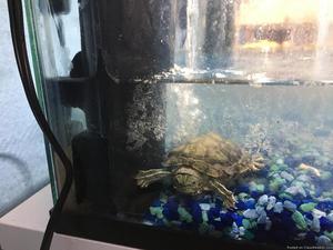 Turtle with tank and filter