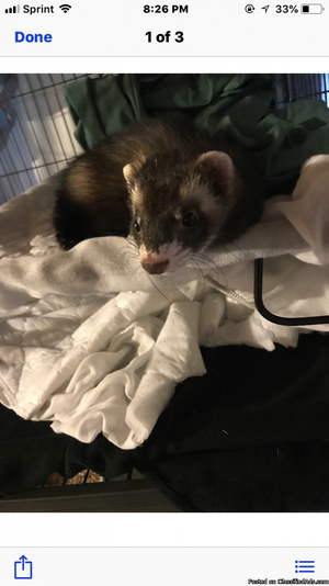 2 Bonded ferrets with all supplies