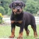Adorable rottweiler puppies for adoption