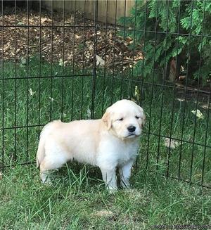 Charming Golden Retriever Puppies For Sale
