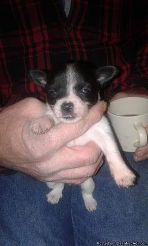 Chihuahua puppies