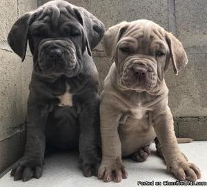 Cut Neapolitan mastiff puppies for sale