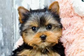 Makan Terrier yorkie pups free on adoption