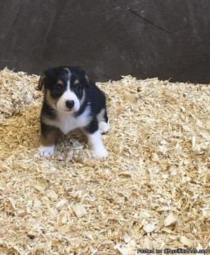 Pembroke welsh corgi puppies for sale