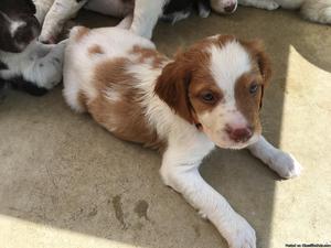 Registered Brittany puppies for sale