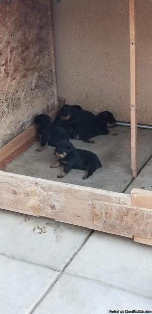 Rottweilers puppies