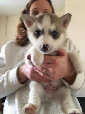 Siberian Husky puppies for sale