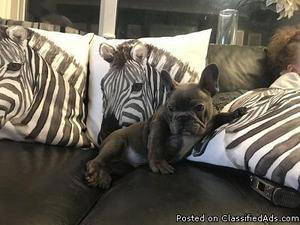 Solid Blue & Fawn French bulldog puppies for sale