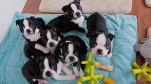 FGFHFG Remote Boston Terrier puppies