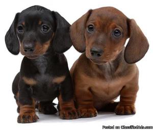 FGFHFG Remote Dachshund puppies