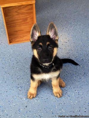 FGFHFG Remote German Shepherd puppies