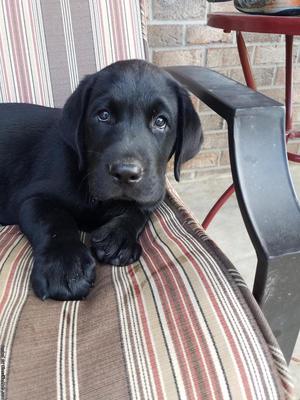 Male black lab puppy