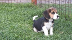 Two beagle puppies for sell