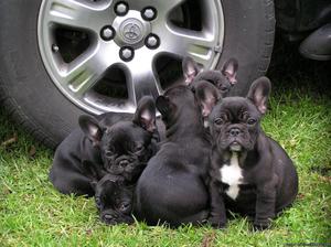Adorable French bulldog Puppies For Loving Homes