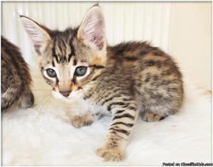 Cute Savannah Kitten Available for new homes