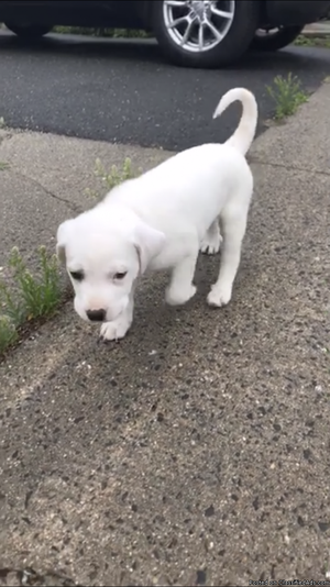 9 week old Pyrenees pit puppy