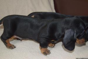 AKC Dachshund puppies For Sale.