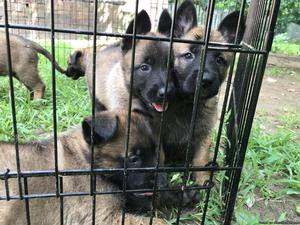 Shepinois puppies