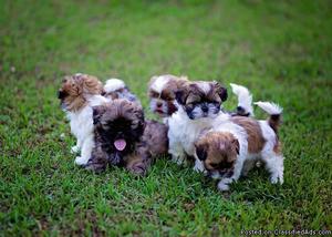 Shih Tzu Puppy need a home