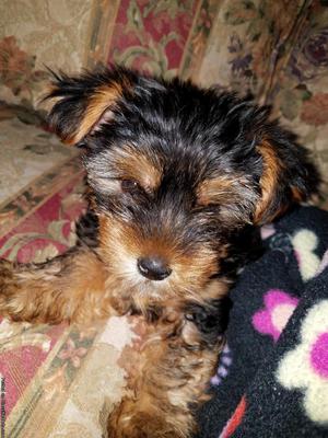 Yorkie puppy