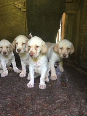 Cute C K C Labrador retrievers