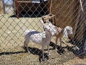 2 female Nubian goats 4 months