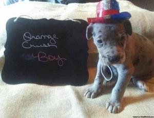 Akc great Danes 5 weeks old