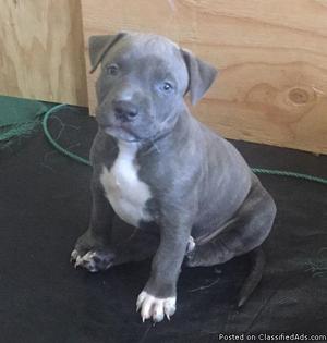 American Pit Bull Terrier Puppies for Sale