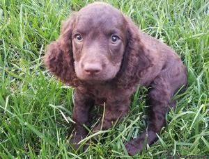 American Water Spaniel Puppies for Sale