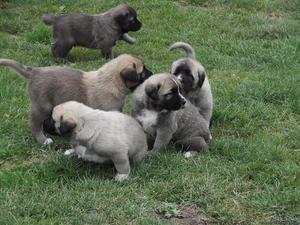 Anatolian Shepherd Puppies for Sale