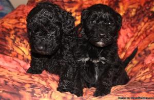 Barbet Puppies for Sale
