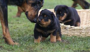 Beauceron Puppies for Sale