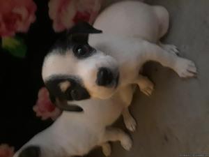 Chi puppys