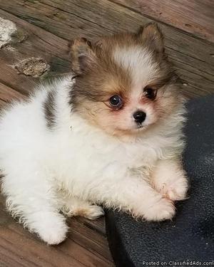 Cute male Pomeranian puppy.
