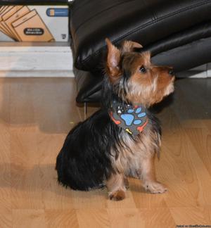 Yorkie 5 months old