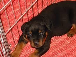 lovely rottweiler puppies ready for new homes