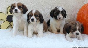 Cavanese Puppies For Sale