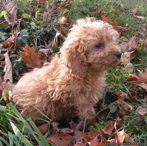 Cesky Terrier Puppies for Sale