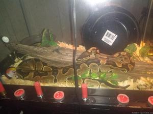 Female ball python and set up