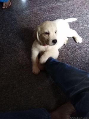 Male breed Golden retriever puppy for sale