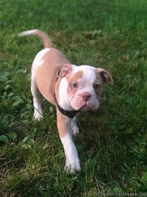 Alapha Blue Blood Bulldog Puppies for sale