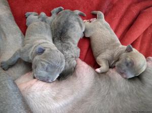 American bully breed pups
