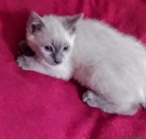 Cute Kittens for sale !!!!! Ragdoll Blue Mitted
