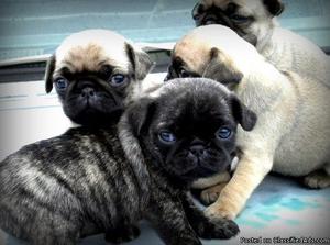 JERRI PK Pug pupS Available
