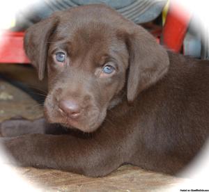 Lab Puppies, AKC, Black and Chocolate