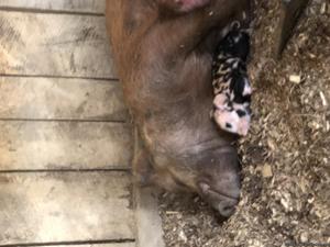 Mini pigs for sale
