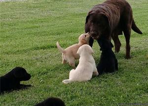 SXEDDE Labrador retriver Puppies available